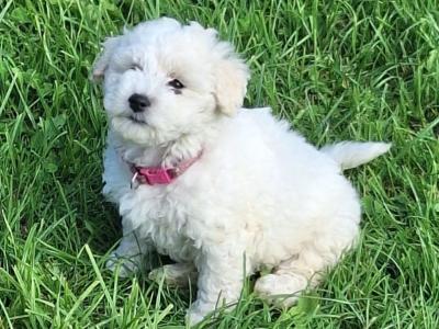 Bichon Frise puppies in Galway