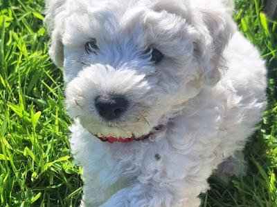 Bichon Frise puppies in Galway