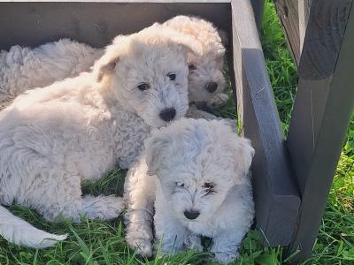 Bichon Frise puppies in Galway