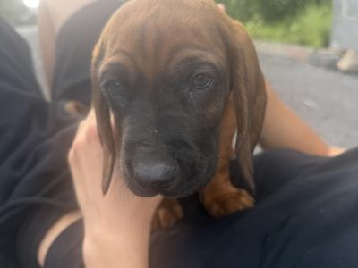Beautiful Bavarian Mountain Hound Puppies 🐾