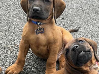 Beautiful Bavarian Mountain Hound Puppies 🐾