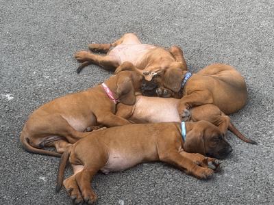 Beautiful Bavarian Mountain Hound Puppies 🐾