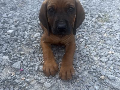 Beautiful Bavarian Mountain Hound Puppies 🐾