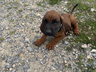Beautiful Bavarian Mountain Hound Puppies 🐾