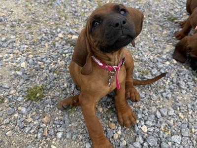 Beautiful Bavarian Mountain Hound Puppies 🐾