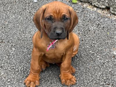 Beautiful Bavarian Mountain Hound puppies 🐾 IKC Registered (Pending)