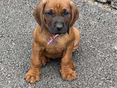 Beautiful Bavarian Mountain Hound Puppies 🐾