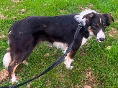 Female Border Collie in Louth available to Right home