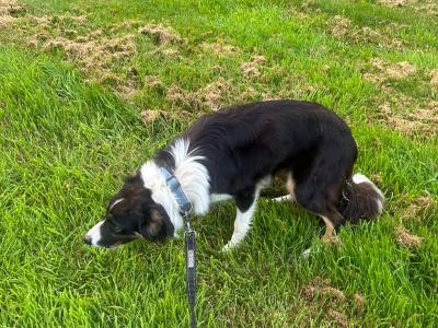 Female Border Collie in Louth available to Right home