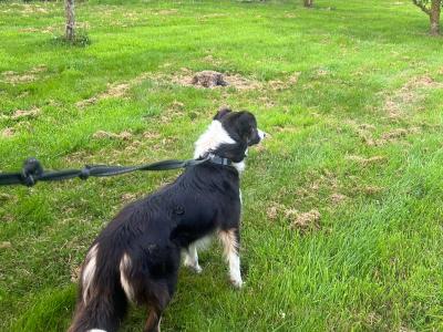 Female Border Collie in Louth available to Right home