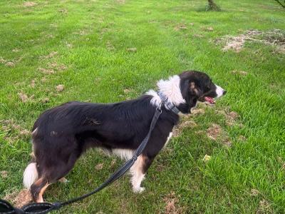Female Border Collie in Louth available to Right home