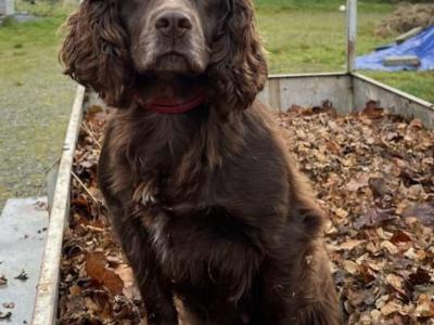 Cocker Spaniel puppies for sale in Kerry