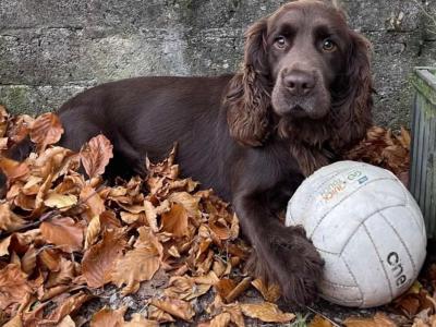 Cocker Spaniel puppies for sale in Kerry