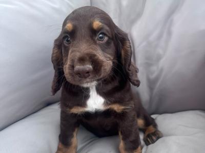 Cocker Spaniel puppies for sale in Kerry