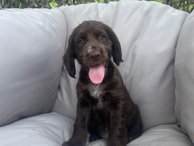 Cocker Spaniel puppies for sale in Kerry