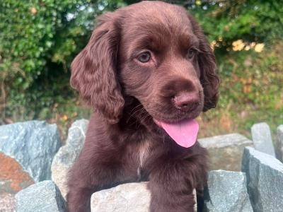 Cocker Spaniel puppies for sale in Kerry