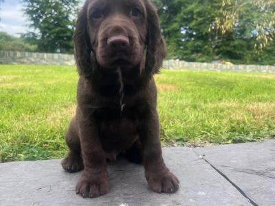Cocker Spaniel puppies for sale in Kerry