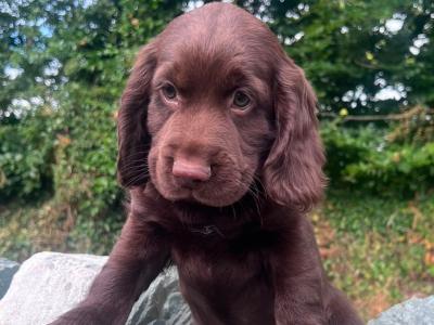Cocker Spaniel puppies for sale in Kerry