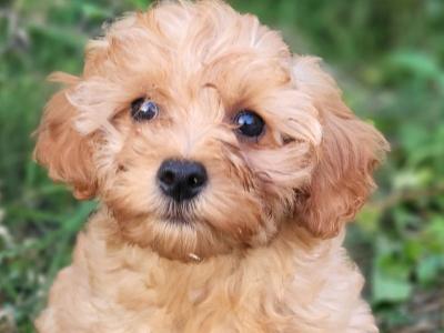Premium Cavapoo puppies in Wexford