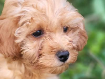 Premium Cavapoo puppies in Wexford
