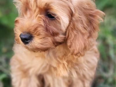 Premium Cavapoo puppies in Wexford