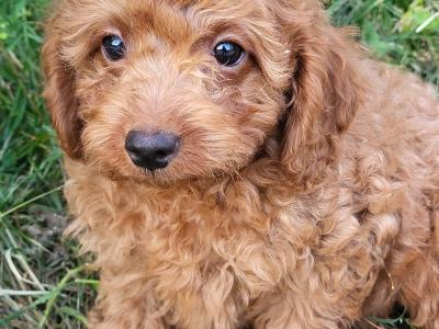 Premium Cavapoo puppies in Wexford