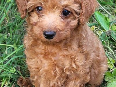 Premium Cavapoo puppies in Wexford