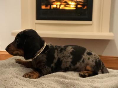 IKC Registered (pending) smooth haired Dachshund puppies in Kildare. REDUCED, 2 boys left