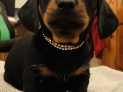 IKC Registered (pending) smooth haired Dachshund puppies in Kildare. REDUCED, 2 boys left