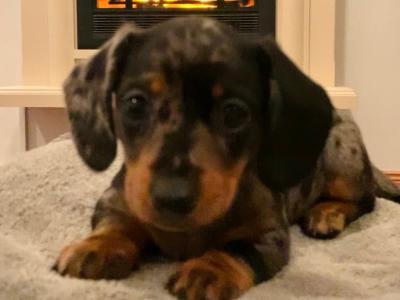 IKC Registered (pending) smooth haired Dachshund puppies in Kildare. REDUCED, 2 boys left
