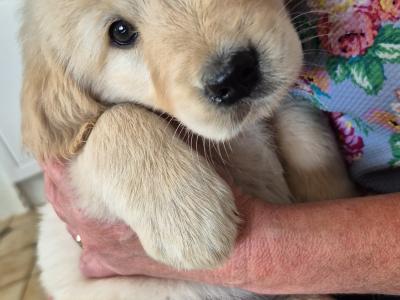 Beautiful IKC Registered (pending) Golden Retriever puppies in Roscommon