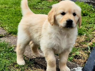 Beautiful IKC Registered (pending) Golden Retriever puppies in Roscommon