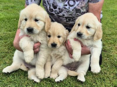 Beautiful IKC Registered (pending) Golden Retriever puppies in Roscommon