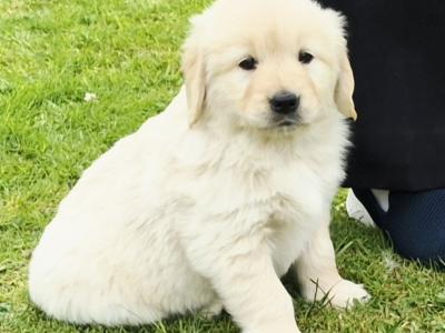 Beautiful IKC Registered (pending) Golden Retriever puppies in Roscommon