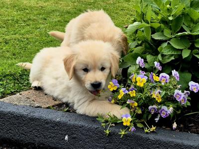 Beautiful IKC Registered (pending) Golden Retriever puppies in Roscommon