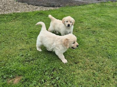 Beautiful IKC Registered (pending) Golden Retriever puppies in Roscommon