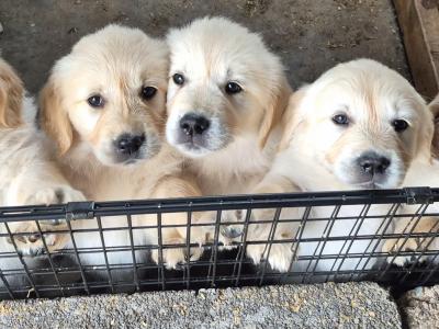 Beautiful IKC Registered (pending) Golden Retriever puppies in Roscommon