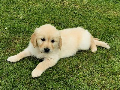 Beautiful IKC Registered (pending) Golden Retriever puppies in Roscommon