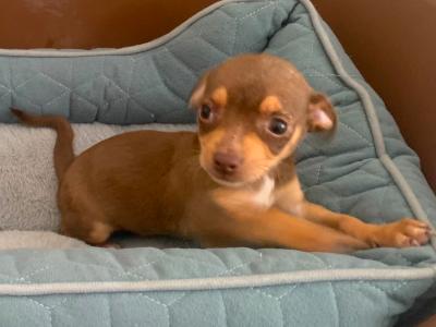 Chihuahua puppies in Galway