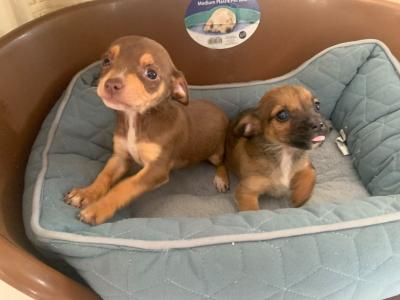 Chihuahua puppies in Galway
