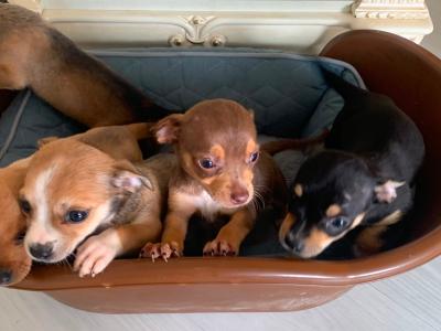 Chihuahua puppies in Galway