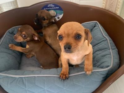 Chihuahua puppies in Galway
