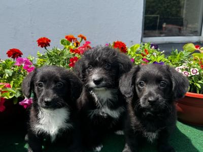 Lovely Corgi x Toy Poodle puppies for sale 🐶🐶 in Kilkenny