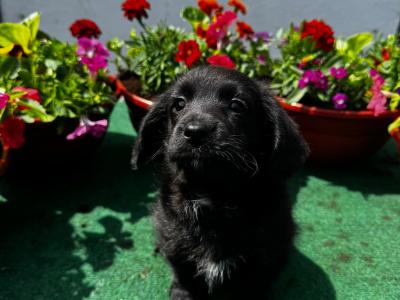 Lovely Corgi x Toy Poodle puppies for sale 🐶🐶 in Kilkenny