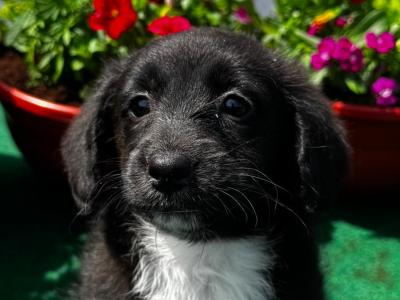 Lovely Corgi x Toy Poodle puppies for sale 🐶🐶 in Kilkenny