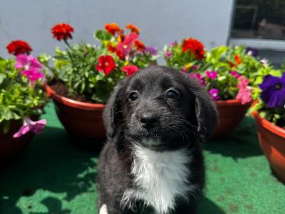 Lovely Corgi x Toy Poodle puppies for sale 🐶🐶 in Kilkenny