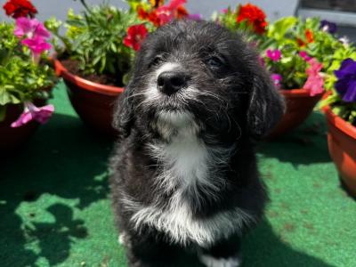 Lovely Corgi x Toy Poodle puppies for sale 🐶🐶 in Kilkenny