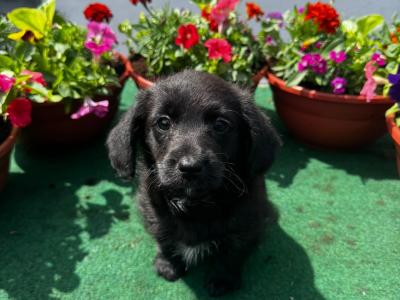 Lovely Corgi x Toy Poodle puppies for sale 🐶🐶 in Kilkenny