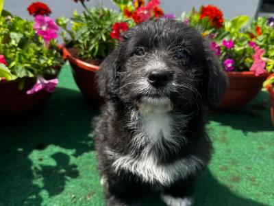 Lovely Corgi x Toy Poodle puppies for sale 🐶🐶 in Kilkenny
