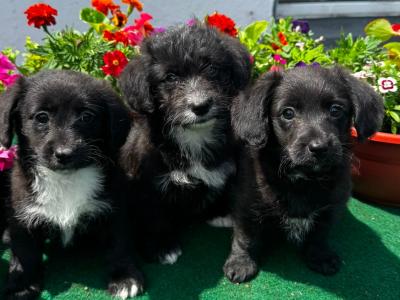 Lovely Corgi x Toy Poodle puppies for sale 🐶🐶 in Kilkenny